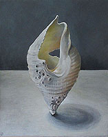 Tulip Shell by Joyce Pinch